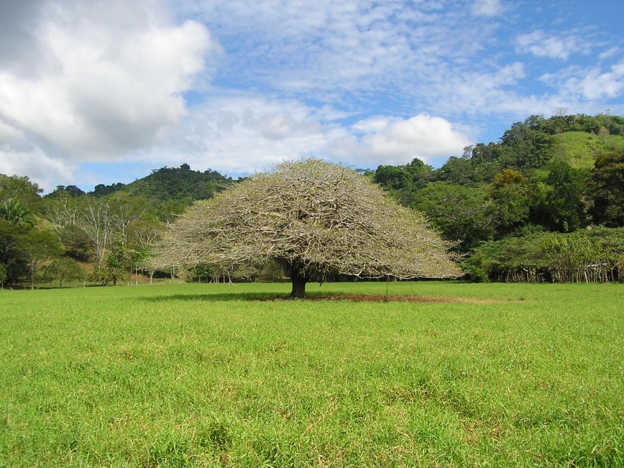 Растительность Коста-Рики